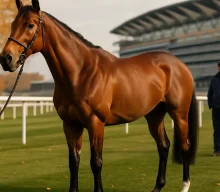 Daiquiri Bay aimed at British Champions Long Distance Cup after Ebor success